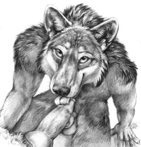 Rating: Explicit Score: 0 Tags: 2012 animal_genitalia animal_penis anthro balls blotch bodily_fluids canid canine canine_genitalia canine_penis canis claws duo e621 erection fellatio finger_claws first_person_view fur genital_fluids genitals hi_res inner_ear_fluff kneeling_oral_position knot licking looking_at_viewer looking_up male male/male male_penetrated male_penetrating male_penetrating_male male_pov mammal monochrome nude oral penetration penile penis penis_lick pointy_ears precum prick_ears scratches_volume_6 sex simple_background tongue tongue_out tongue_out_fellatio traditional_media_(artwork) tuft vein white_background wolf User: bunchy7s