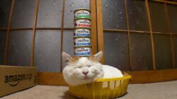 Rating: Safe Score: 0 Tags: ambiguous_gender animated animated_gif can container domestic_cat e621 eyes_closed felid feline felis grandfathered_content humor kagoneko low_res mammal real shiro_(kagoneko) short_playtime sleeping solo thumbnail unknown_artist User: bunchy7s Rating: Safe Score: 0 Tags: ambiguous_gender animated animated_gif can container domestic_cat e621 eyes_closed felid feline felis grandfathered_content humor kagoneko low_res mammal real shiro_(kagoneko) short_playtime sleeping solo thumbnail unknown_artist User: bunchy7s