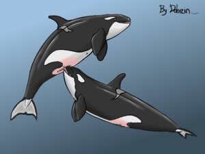 Rating: Explicit Score: 0 Tags: 2009 anatomically_correct anatomically_correct_genitalia anatomically_correct_vulva animal_genitalia animal_vulva anus aquatic cetacean cetacean_genitalia cetacean_vulva cunnilingus dolorcin dolphin duo e621 female female/female feral feral_on_feral fully/fully_submerged fully_submerged genitals mammal oceanic_dolphin oral orca sea sex sex_in_water toothed_whale underwater underwater_sex vaginal vulva water User: bunchy7s