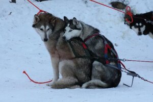 Rating: Safe Score: 0 Tags: ambiguous_gender blue_eyes canid canine canis cold domestic_dog duo_focus e621 feral grandfathered_content group husky leash looking_at_viewer mammal nordic_sled_dog outside quadruped real snow spitz tail unknown_artist User: bunchy7s Rating: Safe Score: 0 Tags: ambiguous_gender blue_eyes canid canine canis cold domestic_dog duo_focus e621 feral grandfathered_content group husky leash looking_at_viewer mammal nordic_sled_dog outside quadruped real snow spitz tail unknown_artist User: bunchy7s