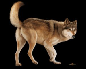 Rating: Explicit Score: 0 Tags: 5:4 amber_eyes anatomically_correct anatomically_correct_genitalia anatomically_correct_vulva animal_genitalia animal_vulva anus black_background black_claws black_lips black_nose black_pawpads butt canid canine canine_genitalia canine_vulva canis claws digitigrade e621 ebon_lupus female feral fluffy fluffy_tail genitals lips mammal northwestern_wolf pawpads paws presenting presenting_hindquarters quadruped raised_paw raised_tail realistic realistic_feral simple_background solo tail vulva wolf User: bunchy7s