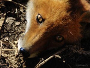 Rating: Safe Score: 0 Tags: 2010 4:3 ambiguous_gender black_nose canid canine culpeofox day e621 feral fox grandfathered_content headshot_portrait high-angle_view looking_at_viewer looking_up mammal no_sclera photography_(artwork) portrait pupils real red_fox shadow slit_pupils snout solo true_fox whiskers User: bunchy7s Rating: Safe Score: 0 Tags: 2010 4:3 ambiguous_gender black_nose canid canine culpeofox day e621 feral fox grandfathered_content headshot_portrait high-angle_view looking_at_viewer looking_up mammal no_sclera photography_(artwork) portrait pupils real red_fox shadow slit_pupils snout solo true_fox whiskers User: bunchy7s