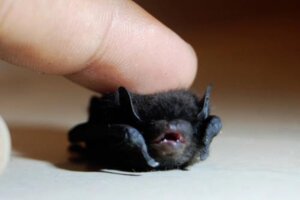 Rating: Safe Score: 0 Tags: ambiguous_gender bat black_body black_fur daww disembodied_hand duo e621 feral fingers fur grandfathered_content human low_res mammal meme meme_origin micro real simple_background size_difference smile stop_touching_me_i_am_the_night unknown_artist User: bunchy7s Rating: Safe Score: 0 Tags: ambiguous_gender bat black_body black_fur daww disembodied_hand duo e621 feral fingers fur grandfathered_content human low_res mammal meme meme_origin micro real simple_background size_difference smile stop_touching_me_i_am_the_night unknown_artist User: bunchy7s