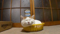 Rating: Safe Score: 0 Tags: ambiguous_gender animated animated_gif can container disembodied_hand domestic_cat duo e621 eyes_closed felid feline felis grandfathered_content humor kagoneko low_res mammal real shiro_(kagoneko) short_playtime sleeping solo_focus thumbnail unknown_artist User: bunchy7s Rating: Safe Score: 0 Tags: ambiguous_gender animated animated_gif can container disembodied_hand domestic_cat duo e621 eyes_closed felid feline felis grandfathered_content humor kagoneko low_res mammal real shiro_(kagoneko) short_playtime sleeping solo_focus thumbnail unknown_artist User: bunchy7s