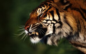 Rating: Safe Score: 0 Tags: 16:10 ambiguous_gender angry e621 fangs felid feral grandfathered_content hi_res mammal pantherine real solo stripes teeth tiger unknown_artist wallpaper whiskers widescreen User: bunchy7s Rating: Safe Score: 0 Tags: 16:10 ambiguous_gender angry e621 fangs felid feral grandfathered_content hi_res mammal pantherine real solo stripes teeth tiger unknown_artist wallpaper whiskers widescreen User: bunchy7s