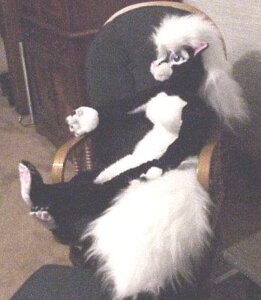 Rating: Safe Score: 0 Tags: anthro biped claws e621 feet female grandfathered_content hair james_m_hardiman low_res mammal mephitid natasha_(jmh) nude pawpads pink_pawpads plushie real skunk soles solo toes white_hair User: bunchy7s Rating: Safe Score: 0 Tags: anthro biped claws e621 feet female grandfathered_content hair james_m_hardiman low_res mammal mephitid natasha_(jmh) nude pawpads pink_pawpads plushie real skunk soles solo toes white_hair User: bunchy7s