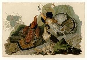 Rating: Safe Score: 0 Tags: 19th_century ambiguous_gender ancient_art avian biological_illustration bird border e621 feathered_wings feathers feral galliform group grouse hi_res john_james_audubon leaf multicolored_body multicolored_feathers nude open_mouth phasianid plant red_body red_feathers ruffed_grouse technical_illustration traditional_media_(artwork) white_border wings User: bunchy7s