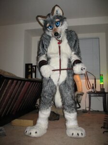 Rating: Questionable Score: 0 Tags: anthro bdsm blue_eyes bondage bound canid canine canis clothing collar costume e621 fursuit grandfathered_content male mammal pose real solo submissive submissive_male unknown_artist wolf User: bunchy7s