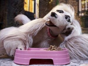 Rating: Safe Score: 0 Tags: 4:3 afghan_hound british_broadcasting_corporation canid canine canis destiny_(mongrels) domestic_dog e621 female grandfathered_content hunting_dog mammal mongrels_(tv_series) puppet screencap sighthound solo unknown_artist User: bunchy7s