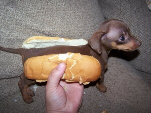 Rating: Safe Score: 0 Tags: 4:3 ambiguous_gender bread canid canine canis daww domestic_dog duo e621 feral food furniture grandfathered_content hot_dog humor low_res mammal pun real saberwolfen sofa solo_focus tail User: bunchy7s
