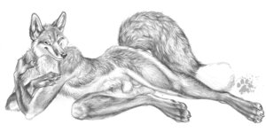 Rating: Explicit Score: 0 Tags: 1boy 2009 animal_genitalia anthro balls biped blotch canid canine claws e621 feet fluffy fluffy_tail fox fully_sheathed fur genitals greyscale hindpaw looking_at_viewer lying male male_only mammal monochrome nude on_side paws pose red_fox rule34 scratches_volume_3 sheath simple_background sketch solo tail traditional_media_(artwork) true_fox white_background User: bunchy7s Rating: Explicit Score: 0 Tags: 1boy 2009 animal_genitalia anthro balls biped blotch canid canine claws e621 feet fluffy fluffy_tail fox fully_sheathed fur genitals greyscale hindpaw looking_at_viewer lying male male_only mammal monochrome nude on_side paws pose red_fox rule34 scratches_volume_3 sheath simple_background sketch solo tail traditional_media_(artwork) true_fox white_background User: bunchy7s