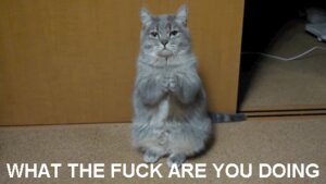 Rating: Safe Score: 0 Tags: ambiguous_gender animated animated_gif domestic_cat e621 english_text felid feline felis feral grandfathered_content image_macro low_res mammal meme reaction_image real short_playtime sitting solo text unknown_artist User: bunchy7s Rating: Safe Score: 0 Tags: ambiguous_gender animated animated_gif domestic_cat e621 english_text felid feline felis feral grandfathered_content image_macro low_res mammal meme reaction_image real short_playtime sitting solo text unknown_artist User: bunchy7s
