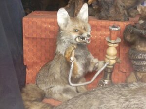 Rating: Safe Score: 0 Tags: 4:3 ambiguous_gender canid canine e621 feral fox fur grandfathered_content hookah low_res mammal nightmare_fuel open_mouth photography_(artwork) plushie real red_fox solo taxidermy teeth tragedy true_fox unknown_artist User: bunchy7s