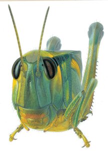 Rating: Safe Score: 0 Tags: ambiguous_gender arthropod black_eyes e621 feral grasshopper green_body insect looking_at_viewer orthopterid simple_background solo unknown_artist white_background User: bunchy7s Rating: Safe Score: 0 Tags: ambiguous_gender arthropod black_eyes e621 feral grasshopper green_body insect looking_at_viewer orthopterid simple_background solo unknown_artist white_background User: bunchy7s