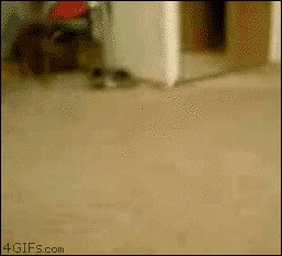 Rating: Safe Score: 0 Tags: ambiguous_gender angry animated animated_gif attack death_glare disembodied_hand domestic_cat duo e621 felid feline felis feral grandfathered_content human low_res mammal murder_face petting real short_playtime solo_focus surprised tail ticked_tabby unknown_artist User: bunchy7s Rating: Safe Score: 0 Tags: ambiguous_gender angry animated animated_gif attack death_glare disembodied_hand domestic_cat duo e621 felid feline felis feral grandfathered_content human low_res mammal murder_face petting real short_playtime solo_focus surprised tail ticked_tabby unknown_artist User: bunchy7s