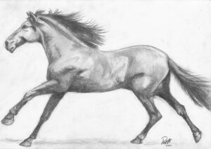 Rating: Explicit Score: 0 Tags: 2013 ambiguous_gender balls e621 equid equine feral foxia genitals greyscale hair hooves horse mammal monochrome quadruped running simple_background solo tail traditional_media_(artwork) white_background User: bunchy7s