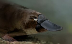 Rating: Safe Score: 0 Tags: 2013 7ofdiamonds ambiguous_gender beak close-up detailed_background digital_media_(artwork) e621 feral fur mammal monotreme photorealism platypus realistic shaded soft_shading solo User: bunchy7s