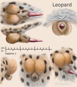 Rating: Explicit Score: 0 Tags: 2014 anatomically_correct anatomically_correct_genitalia anatomically_correct_penis anatomy anatomy_reference animal_genitalia animal_penis balls biological_illustration black_sheath_slit cheepard closed_sheath_slit e621 felid feline_genitalia feline_penis fully_sheathed fur genital_shot genitals hi_res leopard male mammal markings model_sheet pantherine penile_spines penis penis_sheet penis_shot penis_tip pink_penis reference_guide shaded sheath sheath_slit soft_shading solo spots spotted_body spotted_fur technical_illustration turnaround User: bunchy7s Rating: Explicit Score: 0 Tags: 2014 anatomically_correct anatomically_correct_genitalia anatomically_correct_penis anatomy anatomy_reference animal_genitalia animal_penis balls biological_illustration black_sheath_slit cheepard closed_sheath_slit e621 felid feline_genitalia feline_penis fully_sheathed fur genital_shot genitals hi_res leopard male mammal markings model_sheet pantherine penile_spines penis penis_sheet penis_shot penis_tip pink_penis reference_guide shaded sheath sheath_slit soft_shading solo spots spotted_body spotted_fur technical_illustration turnaround User: bunchy7s