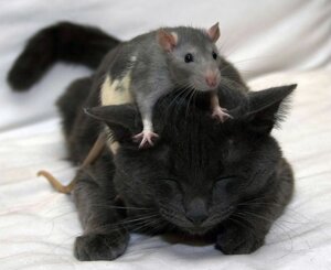 Rating: Safe Score: 0 Tags: :3 ambiguous_gender black_body black_eyes black_fur claws domestic_cat duo e621 eyes_closed felid feline felis feral fur grandfathered_content grey_body grey_fur happy lying mammal murid murine on_front quadruped rat real rodent size_difference sleeping tail unknown_artist whiskers white_body white_fur User: bunchy7s Rating: Safe Score: 0 Tags: :3 ambiguous_gender black_body black_eyes black_fur claws domestic_cat duo e621 eyes_closed felid feline felis feral fur grandfathered_content grey_body grey_fur happy lying mammal murid murine on_front quadruped rat real rodent size_difference sleeping tail unknown_artist whiskers white_body white_fur User: bunchy7s