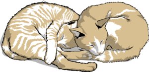 Rating: Safe Score: 0 Tags: ambiguous_gender domestic_cat duo e621 eyes_closed felid feline felis feral fur galingsadodongcow mammal simple_background sleeping tan_body tan_fur whiskers white_background white_body white_fur User: bunchy7s