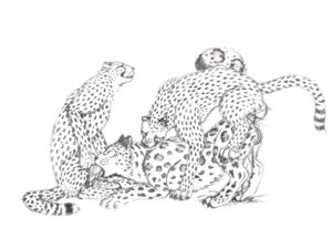Rating: Explicit Score: 0 Tags: 2009 4:3 anal anal_penetration animal_genitalia balls big_penis bite black_and_white bodily_fluids cheetah claws cum cum_inside double_penetration e621 erection felid feline fellatio feral feral_on_feral foxywolf fur genital_fluids genitals group group_sex leopard male male/male male_penetrated male_penetrating male_penetrating_male mammal monochrome oral oral_penetration pantherine penetration penile penis sex sheath simple_background snow_leopard spitroast spots tail threesome tongue trio white_background User: bunchy7s