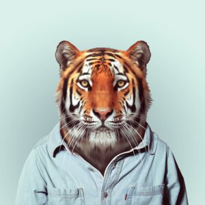 Rating: Safe Score: 0 Tags: 1:1 ambiguous_gender anthro black_body black_fur blue_background clothed clothing e621 felid fur looking_at_viewer mammal markings orange_body orange_fur pantherine pink_nose simple_background solo tiger whiskers white_body white_fur yago_partal yellow_eyes User: bunchy7s Rating: Safe Score: 0 Tags: 1:1 ambiguous_gender anthro black_body black_fur blue_background clothed clothing e621 felid fur looking_at_viewer mammal markings orange_body orange_fur pantherine pink_nose simple_background solo tiger whiskers white_body white_fur yago_partal yellow_eyes User: bunchy7s