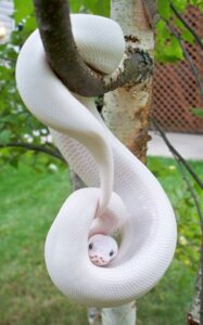 Rating: Safe Score: 0 Tags: 2011 ambiguous_gender branch coiling e621 feral grandfathered_content grass green_tree_python in_tree leucistic looking_at_viewer on_branch outside photography_(artwork) plant pull_my_trigger python real reptile scales scalie serpentine snake solo tree white_body white_scales wood User: bunchy7s