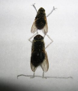 Rating: Safe Score: 0 Tags: ambiguous_gender arthropod duo e621 feral fly_(animal) grandfathered_content graphite_(artwork) housefly insect mixed_media photography_(artwork) simple_background traditional_media_(artwork) unknown_artist white_background User: bunchy7s Rating: Safe Score: 0 Tags: ambiguous_gender arthropod duo e621 feral fly_(animal) grandfathered_content graphite_(artwork) housefly insect mixed_media photography_(artwork) simple_background traditional_media_(artwork) unknown_artist white_background User: bunchy7s