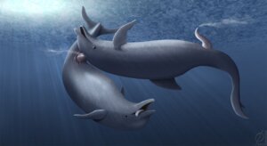 Rating: Explicit Score: 0 Tags: 2013 animal_genitalia animal_penis aquatic blowhole blowhole_penetration bodily_fluids cetacean cetacean_genitalia cetacean_penis conditional_dnp cum cum_in_blowhole cum_in_nose cum_inside cumshot dolphin dorsal_fin duo e621 ejaculation emptyset erection feral feral_on_feral feral_penetrated feral_penetrating feral_penetrating_feral fin flippers genital_fluids genital_slit genitals grey_body grey_skin hands-free light male male/male male_penetrated male_penetrating male_penetrating_male mammal nasal_penetration nude oceanic_dolphin open_mouth orgasm penetration penis sex sunlight tail tail_fin tapering_penis tongue tongue_out toothed_whale underwater underwater_sex water User: bunchy7s