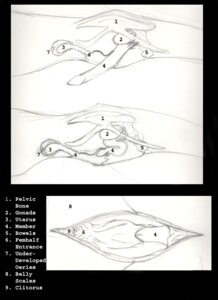 Rating: Explicit Score: 0 Tags: anatomical_diagram anatomical_study anatomy animal_genitalia athus black_background black_border black_text border clitoris dragon e621 english_text erection fully_sheathed genital_slit genitals graphite_(artwork) greyscale herm internal_testicles intersex maleherm monochrome multiple_images mythological_creature mythological_scalie mythology ovaries penis sackless scalie sheath simple_background sketch solo text traditional_media_(artwork) uterus vaginal_canal vulva what_has_science_done white_text User: bunchy7s