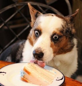 Rating: Safe Score: 0 Tags: ambiguous_feral ambiguous_gender black_body black_fur black_nose blue_eyes brown_body brown_fur bulging_eyes cake canid canine canis cheek_tuft countershade_face countershade_torso countershading dessert domestic_dog e621 ears_back facial_tuft feral food fur grandfathered_content licking lol_comments low_res mammal multicolored_body multicolored_fur omg photography_(artwork) pink_tongue pivoted_ears plate real solo tongue tongue_out tripping_balls tuft whisker_spots whiskers white_body white_fur white_sclera User: bunchy7s Rating: Safe Score: 0 Tags: ambiguous_feral ambiguous_gender black_body black_fur black_nose blue_eyes brown_body brown_fur bulging_eyes cake canid canine canis cheek_tuft countershade_face countershade_torso countershading dessert domestic_dog e621 ears_back facial_tuft feral food fur grandfathered_content licking lol_comments low_res mammal multicolored_body multicolored_fur omg photography_(artwork) pink_tongue pivoted_ears plate real solo tongue tongue_out tripping_balls tuft whisker_spots whiskers white_body white_fur white_sclera User: bunchy7s