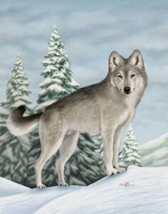 Rating: Explicit Score: 0 Tags: amber_eyes anatomically_correct anatomically_correct_genitalia animal_genitalia black_body black_fur canid canine canis claws cloud countershade_face countershade_tail countershade_torso countershading e621 ebon_lupus evergreen_tree feral fully_sheathed fur genitals grey_body grey_fur hi_res looking_at_viewer male mammal northwestern_wolf outside overcast plant sheath sky snow snoww solo tail traditional_media_(artwork) tree white_body white_fur wolf User: bunchy7s