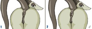 Rating: Explicit Score: 0 Tags: 1girls 2009 anthro anus ass dreamworks dreamworks_animation female feral furry heather_(over_the_hedge) jigsaw_(artist) looking_at_viewer looking_back nude opossum over_the_hedge paramount_pictures pussy rule34 tagme vagina vulva User: bunchy7s