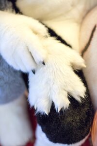 Rating: Safe Score: 0 Tags: 2:3 ambiguous_gender clothing costume duo e621 fur fursuit grandfathered_content hi_res paws photo real unknown_artist white_body white_fur User: bunchy7s