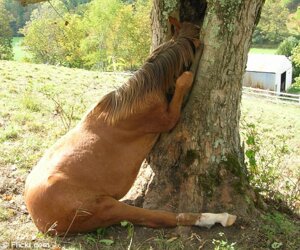 Rating: Safe Score: 0 Tags: 6:5 ambiguous_gender e621 equid equine feral grandfathered_content hooves horse low_res mammal mixed_media outside photo_background photography_(artwork) plant real scenery solo stuck trapped tree unknown_artist User: bunchy7s Rating: Safe Score: 0 Tags: 6:5 ambiguous_gender e621 equid equine feral grandfathered_content hooves horse low_res mammal mixed_media outside photo_background photography_(artwork) plant real scenery solo stuck trapped tree unknown_artist User: bunchy7s