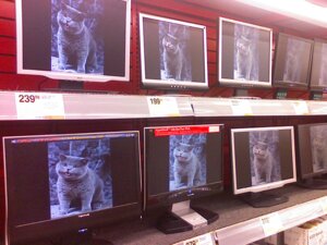 Rating: Safe Score: 0 Tags: 4:3 ambiguous_gender domestic_cat domestic_pet e621 felid feline felis feral grandfathered_content happycat mammal nedm real solo unknown_artist why User: bunchy7s Rating: Safe Score: 0 Tags: 4:3 ambiguous_gender domestic_cat domestic_pet e621 felid feline felis feral grandfathered_content happycat mammal nedm real solo unknown_artist why User: bunchy7s
