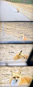 Rating: Questionable Score: 0 Tags: ambiguous_gender canid canine comic e621 feral fox grandfathered_content hi_res humor mammal photography_(artwork) real red_fox solo true_fox unknown_artist User: bunchy7s Rating: Questionable Score: 0 Tags: ambiguous_gender canid canine comic e621 feral fox grandfathered_content hi_res humor mammal photography_(artwork) real red_fox solo true_fox unknown_artist User: bunchy7s