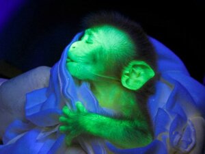 Rating: Safe Score: 0 Tags: ambiguous_gender bedding black_background blanket e621 eyes_closed feral fur grandfathered_content green_body green_fur haplorhine low_res mammal monkey neonate primate real shopped simple_background sleeping solo third-party_edit unknown_artist what_has_science_done young User: bunchy7s Rating: Safe Score: 0 Tags: ambiguous_gender bedding black_background blanket e621 eyes_closed feral fur grandfathered_content green_body green_fur haplorhine low_res mammal monkey neonate primate real shopped simple_background sleeping solo third-party_edit unknown_artist what_has_science_done young User: bunchy7s