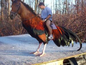 Rating: Safe Score: 0 Tags: avian bird chicken clock clothing duo e621 equid equine feathers feral footwear galliform grandfathered_content horse human humor hybrid joke low_res male mammal outside phasianid plant pun real riding shirt shoes shopped sky snow straddling third-party_edit topwear tree unknown_artist visual_pun watch what what_has_science_done winter wood User: bunchy7s