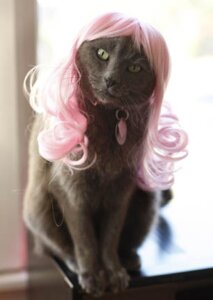 Rating: Safe Score: 0 Tags: ambiguous_gender domestic_cat e621 felid feline felis feral grandfathered_content kittywigs low_res mammal real solo unknown_artist what wig User: bunchy7s Rating: Safe Score: 0 Tags: ambiguous_gender domestic_cat e621 felid feline felis feral grandfathered_content kittywigs low_res mammal real solo unknown_artist what wig User: bunchy7s