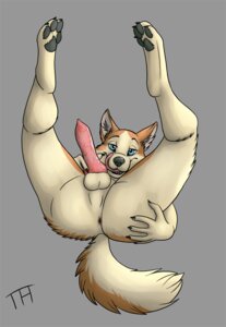 Rating: Explicit Score: 0 Tags: animal_genitalia animal_penis anthro anus backsack balls biped blue_eyes butt canid canine canine_genitalia canine_penis canis digitigrade domestic_dog e621 erection fur genitals helios_husky husky legs_up looking_at_viewer lying male mammal nordic_sled_dog nude on_back open_mouth orange_body orange_fur penis presenting presenting_hindquarters presenting_penis simple_background solo spitz tailshigh tongue tongue_out vein white_body white_fur User: bunchy7s Rating: Explicit Score: 0 Tags: animal_genitalia animal_penis anthro anus backsack balls biped blue_eyes butt canid canine canine_genitalia canine_penis canis digitigrade domestic_dog e621 erection fur genitals helios_husky husky legs_up looking_at_viewer lying male mammal nordic_sled_dog nude on_back open_mouth orange_body orange_fur penis presenting presenting_hindquarters presenting_penis simple_background solo spitz tailshigh tongue tongue_out vein white_body white_fur User: bunchy7s