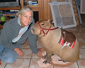 Rating: Safe Score: 0 Tags: bridle capybara caviid duo e621 female feral grandfathered_content human low_res mammal photography_(artwork) real reins rider rodent saddle unknown_artist User: bunchy7s Rating: Safe Score: 0 Tags: bridle capybara caviid duo e621 female feral grandfathered_content human low_res mammal photography_(artwork) real reins rider rodent saddle unknown_artist User: bunchy7s