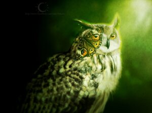 Rating: Safe Score: 0 Tags: abstract_background amber_eyes ambiguous_gender arthropod avian beak bird butterfly duo e621 feral green_theme insect ithkale lepidopteran looking_at_viewer owl realistic rictal_bristles simple_background watermark User: bunchy7s