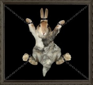 Rating: Questionable Score: 0 Tags: ambiguous_gender bdsm black_background bondage bound chain cuff_(restraint) e621 feral grandfathered_content lagomorph leporid low_res mammal rabbit real restraints shackles simple_background solo submissive submissive_ambiguous unknown_artist User: bunchy7s Rating: Questionable Score: 0 Tags: ambiguous_gender bdsm black_background bondage bound chain cuff_(restraint) e621 feral grandfathered_content lagomorph leporid low_res mammal rabbit real restraints shackles simple_background solo submissive submissive_ambiguous unknown_artist User: bunchy7s
