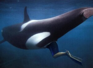 Rating: Explicit Score: 0 Tags: anal anal_penetration anal_vore aquatic bestiality cetacean dolphin duo e621 female female_on_human female_penetrated feral feral_penetrated genitals human human_on_feral human_penetrating human_penetrating_feral interspecies larger_penetrated male male/female male_on_feral male_penetrating male_penetrating_female mammal oceanic_dolphin orca penetration photo_manipulation rayverak sex size_difference third-party_edit toothed_whale unbirthing vaginal vore vulva what User: bunchy7s Rating: Explicit Score: 0 Tags: anal anal_penetration anal_vore aquatic bestiality cetacean dolphin duo e621 female female_on_human female_penetrated feral feral_penetrated genitals human human_on_feral human_penetrating human_penetrating_feral interspecies larger_penetrated male male/female male_on_feral male_penetrating male_penetrating_female mammal oceanic_dolphin orca penetration photo_manipulation rayverak sex size_difference third-party_edit toothed_whale unbirthing vaginal vore vulva what User: bunchy7s