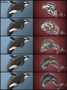 Rating: Explicit Score: 0 Tags: 3:4 aquatic belly bestiality big_belly body_inside_body cetacean dolorcin dolphin e621 female feral genitals group hi_res human human_on_feral inside_uterus internal interspecies male male/female male_on_feral mammal oceanic_dolphin orca pregnant pregnant_female size_difference toothed_whale transformation unbirthing uterus vaginal vore vulva User: bunchy7s