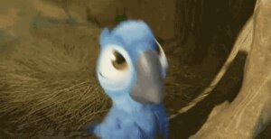 Rating: Safe Score: 0 Tags: 2013 3d_(artwork) 3d_animation animated animated_gif avian beak bird blu_(rio) blue_sky_studios dancing digital_media_(artwork) e621 feral film_scenes grandfathered_content loop low_res macaw male meme neonate neotropical_parrot official_art parrot rio_(series) screencap short_playtime solo spix's_macaw true_parrot unknown_artist young young_feral young_male User: bunchy7s Rating: Safe Score: 0 Tags: 2013 3d_(artwork) 3d_animation animated animated_gif avian beak bird blu_(rio) blue_sky_studios dancing digital_media_(artwork) e621 feral film_scenes grandfathered_content loop low_res macaw male meme neonate neotropical_parrot official_art parrot rio_(series) screencap short_playtime solo spix's_macaw true_parrot unknown_artist young young_feral young_male User: bunchy7s