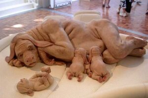 Rating: Questionable Score: 0 Tags: breastfeeding canid canine collaborative collaborative_breastfeeding e621 female grandfathered_content group hybrid low_res mammal nipples patricia_piccinini what what_has_science_done User: bunchy7s Rating: Questionable Score: 0 Tags: breastfeeding canid canine collaborative collaborative_breastfeeding e621 female grandfathered_content group hybrid low_res mammal nipples patricia_piccinini what what_has_science_done User: bunchy7s