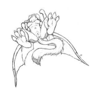 Rating: Explicit Score: 0 Tags: anthro anus e621 feet female forceswerwolf furred_wings genitals hindpaw mammal membrane_(anatomy) membranous_wings monochrome paws solo tail tanjia unknown_species vulva wings User: bunchy7s