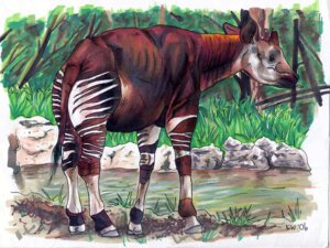Rating: Safe Score: 0 Tags: 2006 ambiguous_gender creek e621 eattoast feral giraffid grass hooves horn looking_at_viewer mammal marker_(artwork) mixed_media okapi ossicone pen_(artwork) plant quadruped rock signature solo standing tail traditional_media_(artwork) tree water wood User: bunchy7s